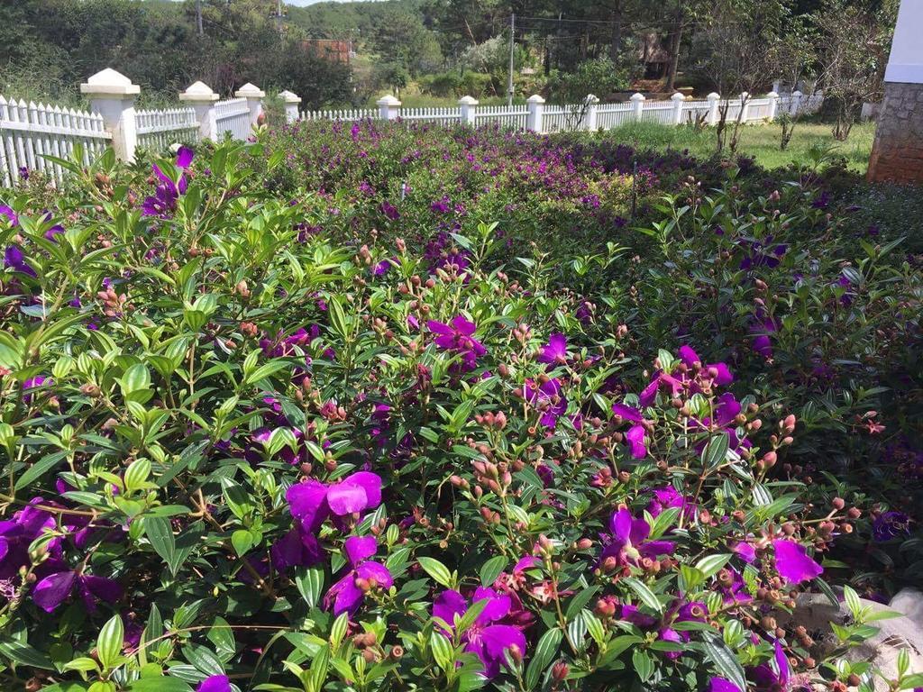 Romeo & Juliet Guesthouse Dalat 외부 사진